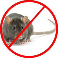 rodents pest control