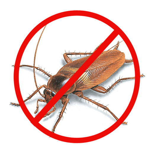 Cockroaches