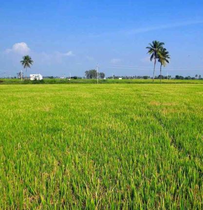 Agricultural Land