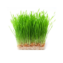 fresh wheat grass
