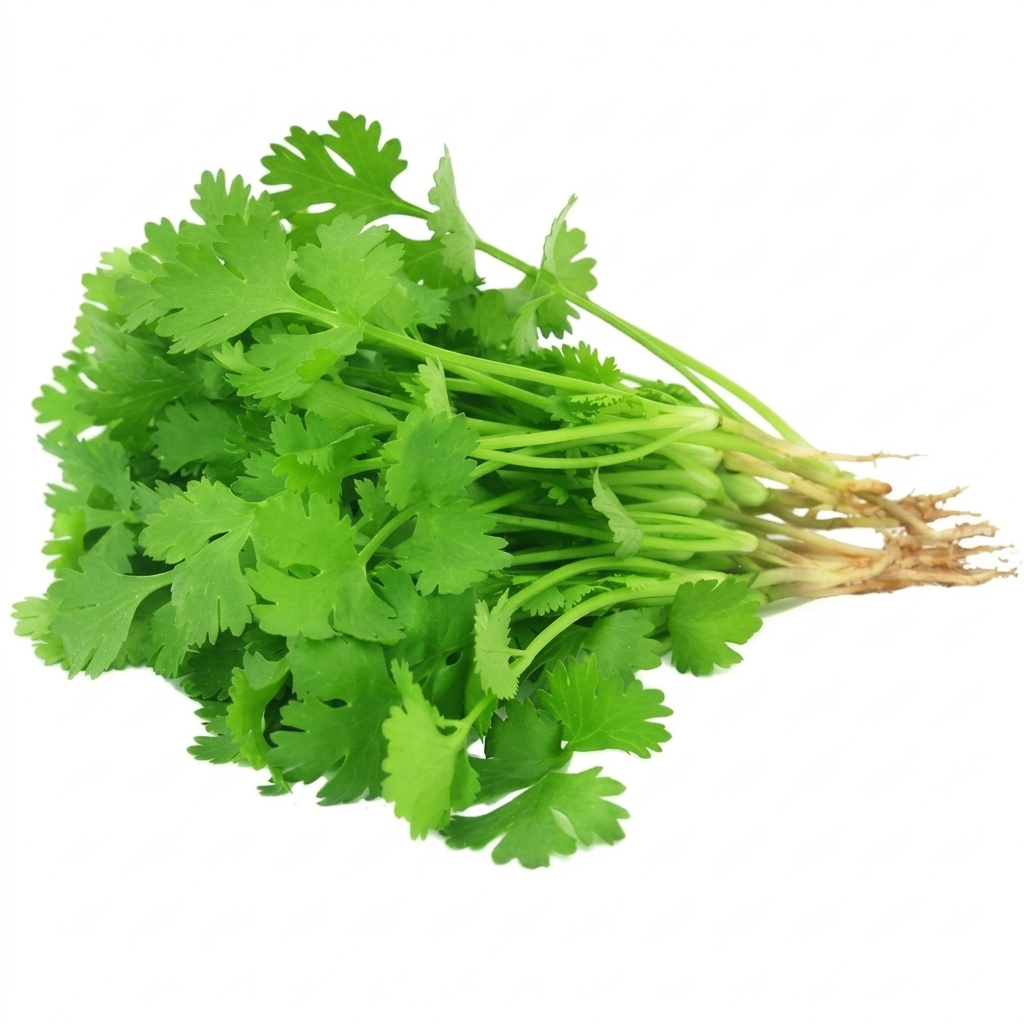 Coriander (కొత్తిమీర)