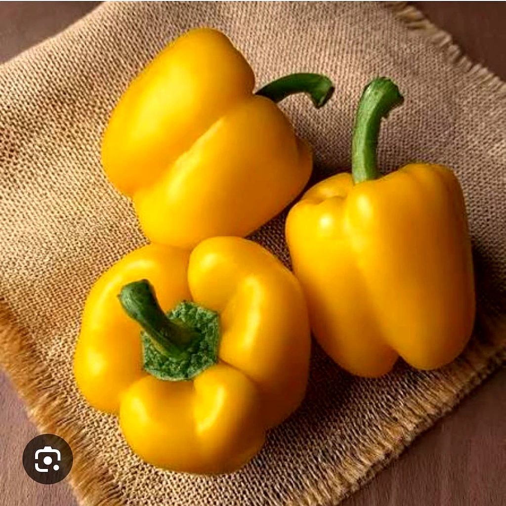 Yellow Capsicum
