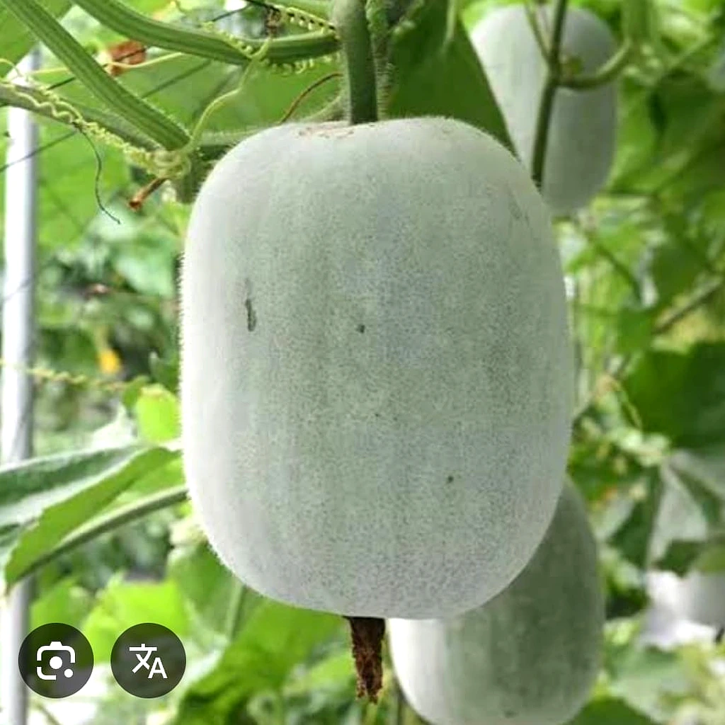 Ash Gourd
