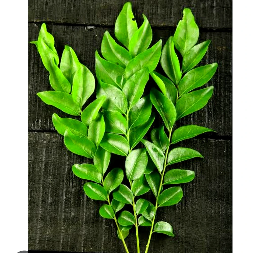 Curry Leaves