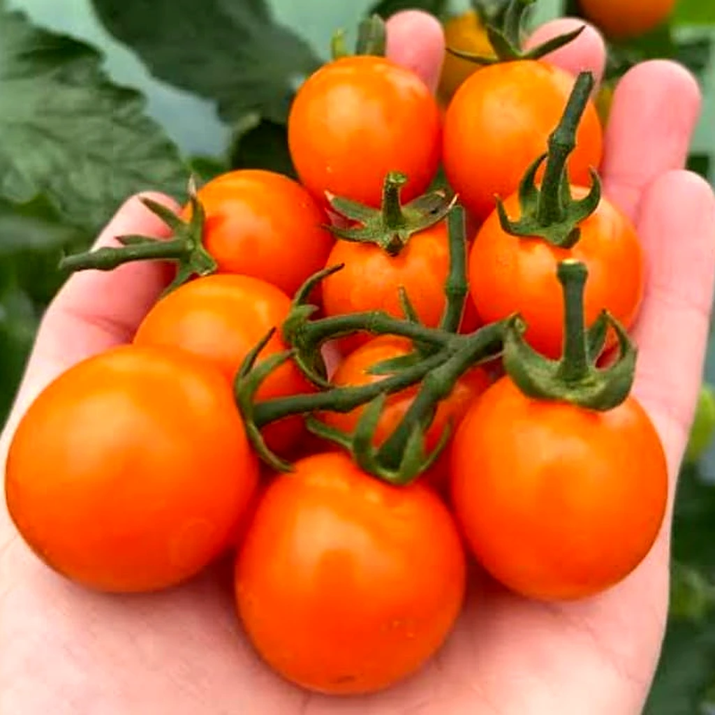 Cherry Tomatoes