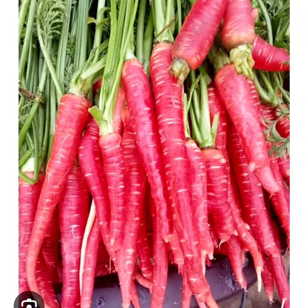 Red Carrot