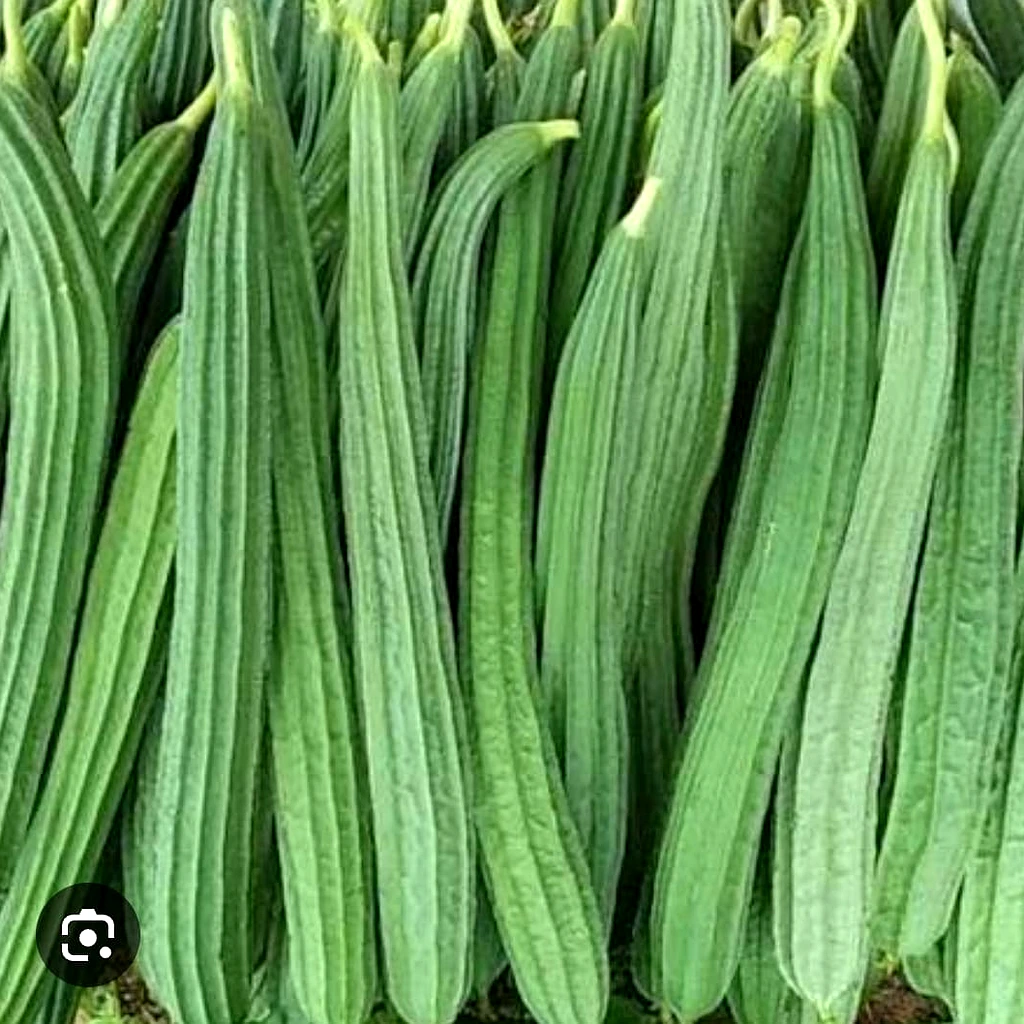 Ridge Gourd