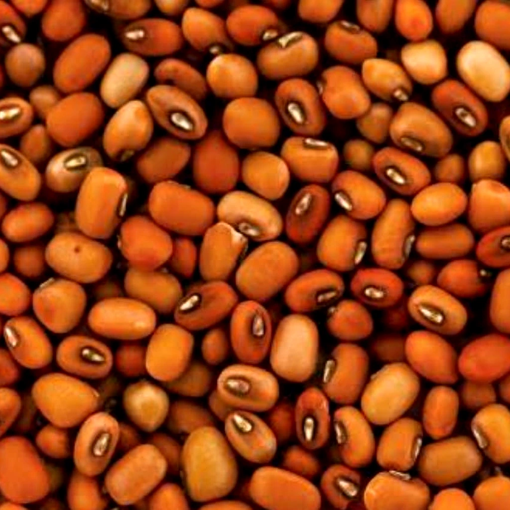 Brown Beans