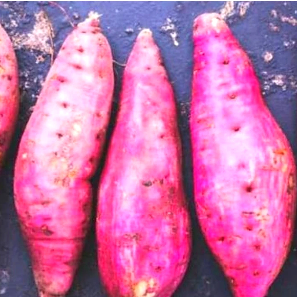 Sweet Potato
