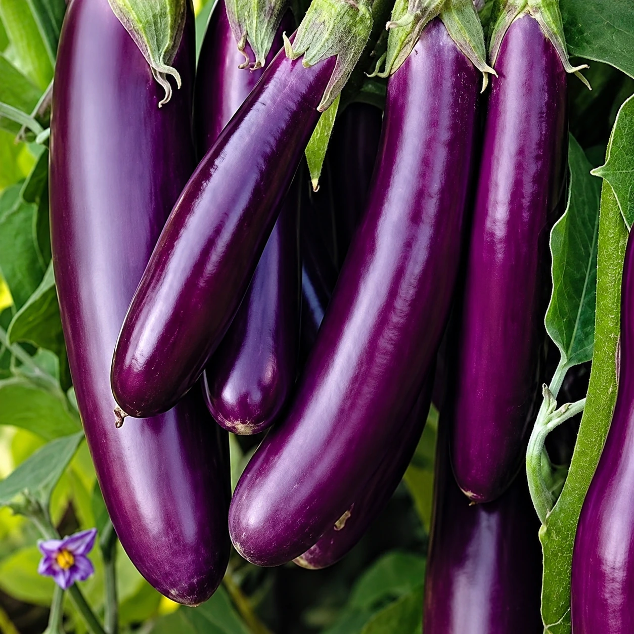 Purple Brinjal (Long Eggplant)